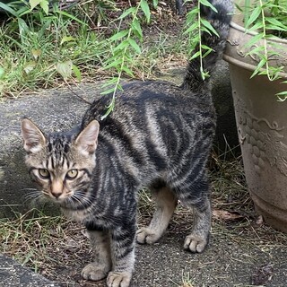 生後3ヶ月程度・子猫の里親さま募集します‼︎