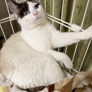 美しいラグドール風ブルーアイ♂【譲渡会参加】