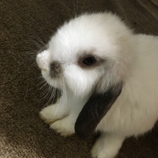 ホワイトロップイヤーの仔うさぎちゃん　