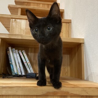 ありがとうございました★黒猫ひかりちゃん