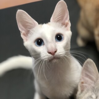 ブルーの瞳の男の子