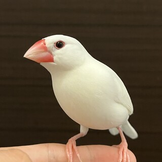 文鳥　里親募集