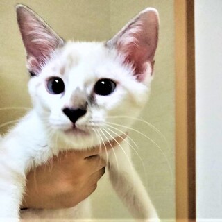 元気で懐こい　むぎちゃん