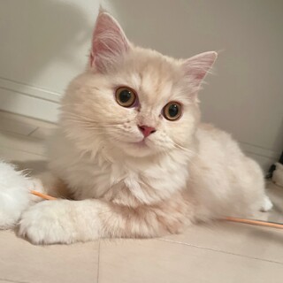 人馴れ抜群❤️けいなちゃん