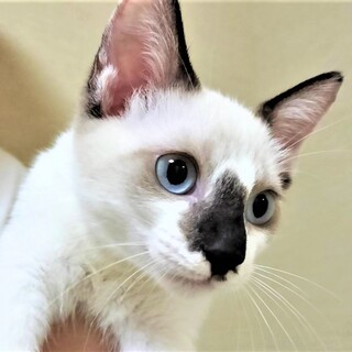 元気で懐こい　きなこくん