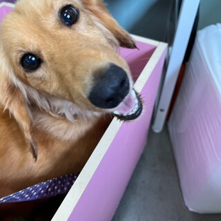 おもちゃ大好き♪　人懐っこいダックスの大助くん