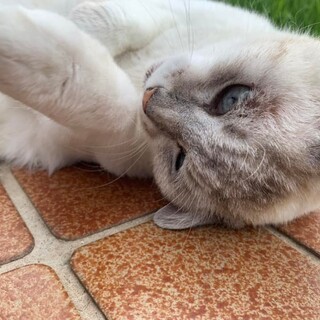 飼主さんの退院の可能性が無くなり行き場を無くす