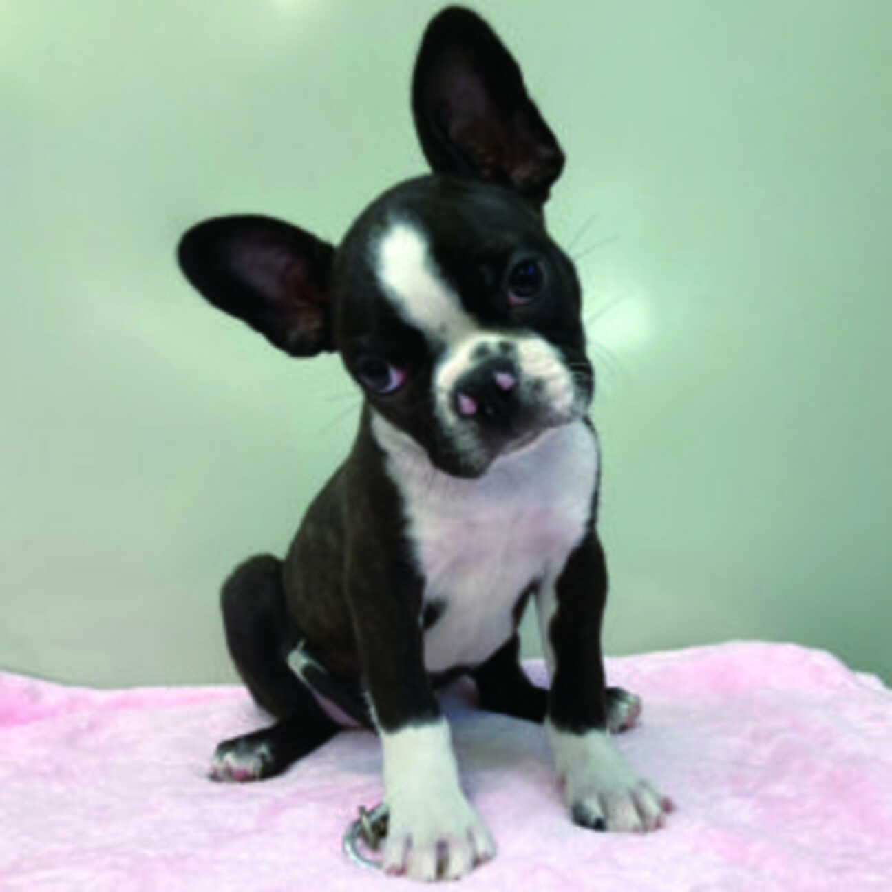 No 478ボストンテリ 埼玉県 犬の里親募集 ペットのおうち 月間利用者150万人