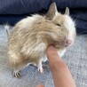 たぴおか0329
