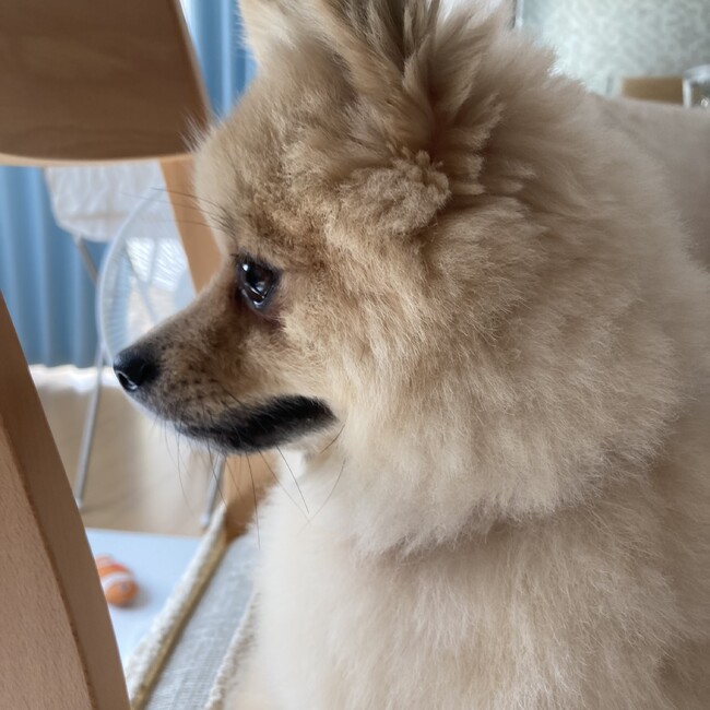 たぴおか0329のカバー写真