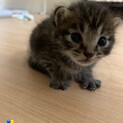 キジトラ子猫3匹　里親様募集