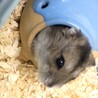 もにた