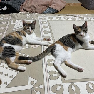 シマ三毛姉妹の里親募集中☆