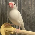 ぶんちょう
