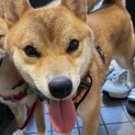 とっても人懐っこい柴の女の子（完全室内飼育）