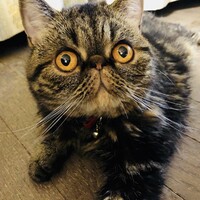 琥珀