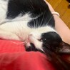 白血病陰転☆甘えん坊さんお膝急募!! サムネイル3