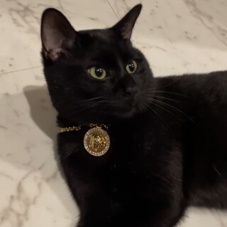 【決まらないと保健所】表情豊かな甘えん坊 黒猫