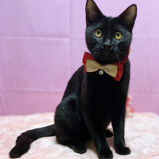 初心者向き！甘えん坊の黒猫　６ヶ月
