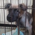 元野犬っ子可愛い5ヶ月ぐらいの男の子