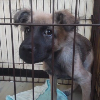 元野犬っ子可愛い5ヶ月ぐらいの男の子