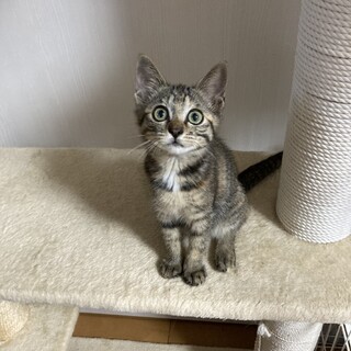 人馴れok！甘えん坊でおもちゃ大好きミヤちゃん❣️