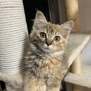 ふわふわ長毛で人馴れokな美猫、エルザちゃん❣️