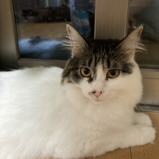 多頭飼育崩壊からのレスキュー♡乙姫ちゃん