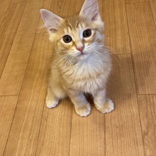ふわふわ長毛♡キャスくん《8/28譲渡会参加》