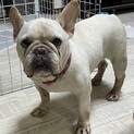 交渉中　人が大好きフレンチブルのメロンちゃん