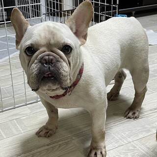 交渉中　人が大好きフレンチブルのメロンちゃん