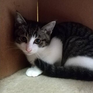 少し臆病な課長くん