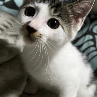 美人四姉妹♡まるまるカワイイいのちゃん