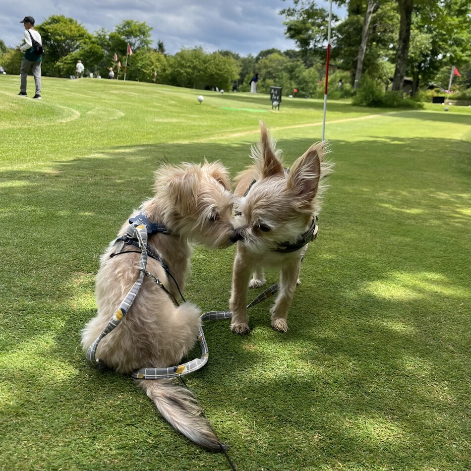 ウィッシュのカバー写真
