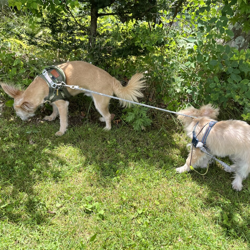 アッシュのカバー写真
