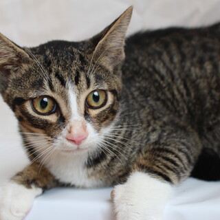 きゅうりちゃん　推定5か月