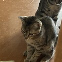 生後3ヶ月の子猫です。