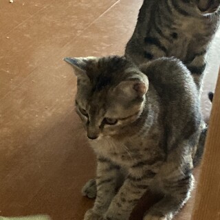 生後3ヶ月の子猫です。