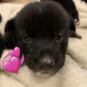 ボーダーコリーと柴の雑種の子が生まれました