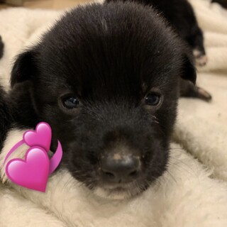 ボーダーコリーと柴の雑種の子が生まれました