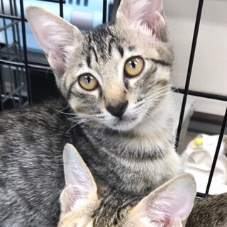 遊ぶ事が大好き❤️美猫キジトラ女子ジャスミン