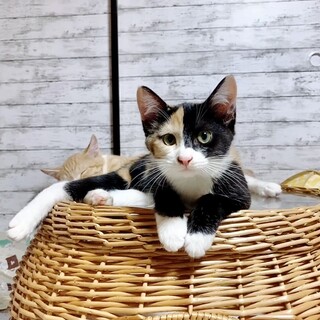 おとなしめな女の子♡2匹一緒のおうち希望です