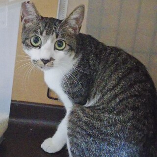 推定1歳キジ白　ムギちゃん♀