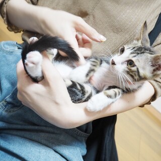 アメショー柄おっとり甘えん坊さん♪