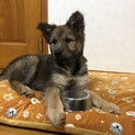 一時停止します。フレンドリー✴︎家族募集中