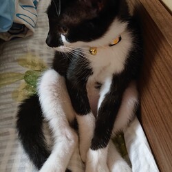 夏にやってきた