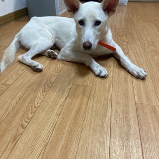 品のある良い子です✴︎家族募集中