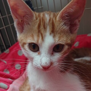 人懐っこい女の子すずちゃんです。