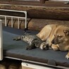 ちび太