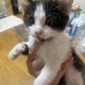 子猫 6/30 うまれ 女の子꙳★*ﾟ